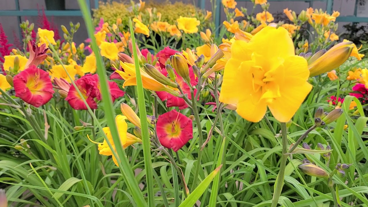 Hemerocallis 'Yellow Bouquet' (Daylily) // A GREAT BLOOMER🌻with Cheery, Semi-Double Fragrant Flowers