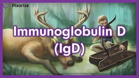 Immunoglobulin D (IgD) Mnemonic Preview for USMLE