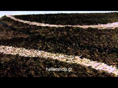Βίντεο: Λουλουδάτο χαλί από συγγενή λάχανου