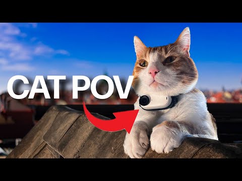 Cat Cam on Rooftops (Don't Watch If You Have Fear Of Heights)