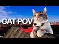 Cat Cam On Rooftops Don T Watch If You Have Fear Of Heights Ros Vlog Part 02 Cat Cam On Rooftops Don T Watch If You Have Fear Of Heights Ros Vlog Part 02