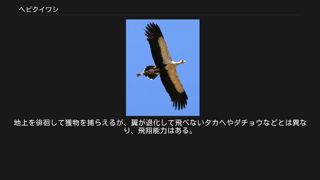 ヘビクイワシ Youtube