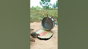Really creative bird trap - New Creative DIY Quail Trap Technique #shorts