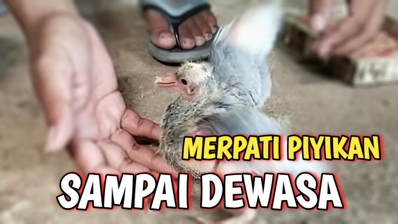Membesarkan Merpati Piyik Usia 1 Minggu Sampai Dewasa @ALDP_CRB
