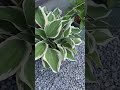ホスタ(ギボウシ)のおすすめポイント5つ|ずぼらガーデニング #shorts #ガーデニング
