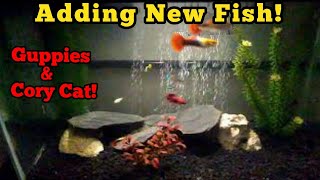 Adding New Fish To My 30 Gallon Fish Tank! (Guppies & Cory Cat)