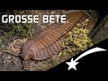 🌠Quand les insectes étaient gigantesques...