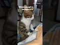 cat: main tere baap ka naukar nhi 😡 #shortviral #funnycats #catreacts