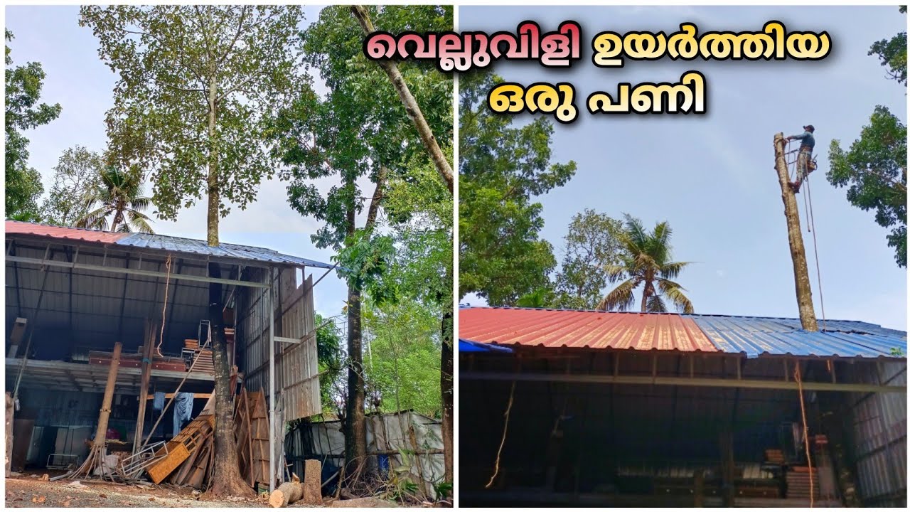 A Challenging Tree Inside The Godown | ഗോഡൗണിനുള്ളിൽ നിൽക്കുന്ന ഒരു മരം മുറിക്കൽ | Too Risky 😱