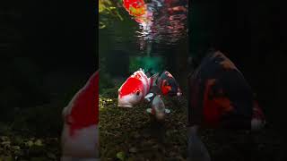​I Dropped a Professional Camera Into a Japanese Drain! 🤯🇯🇵​#JapaneseDrain #CanalFish#UnderwaterPOV