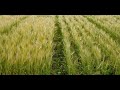 معلومات هامة عن ري زراعات الشعير