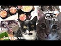 DAILY ROUTINE CHATS : Perte de poids ? Comment les occuper en appart ? Quelles marques ?