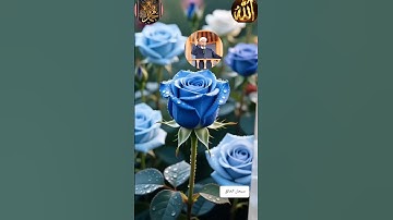 عالم الهدوء والراحة النفسية مع القارىء القارىء أحمد الشافعي الدمشقي سورة المائدة ص١٢٢