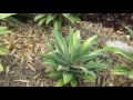 AGAVE GALLERY:  Agave Attenuata Marginata