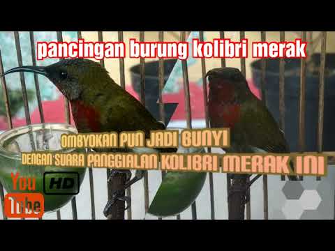 pancingan kolibri merak bisu atau ombyokan di jamin auto #gacor
