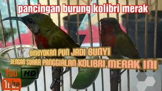 Download Lagu pancingan kolibri merak bisu atau ombyokan di jamin auto #gacor MP3