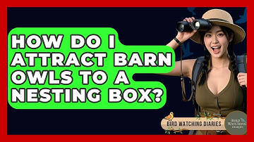 How Do I Attract Barn Owls To A Nesting Box? - Bird Watching Diaries