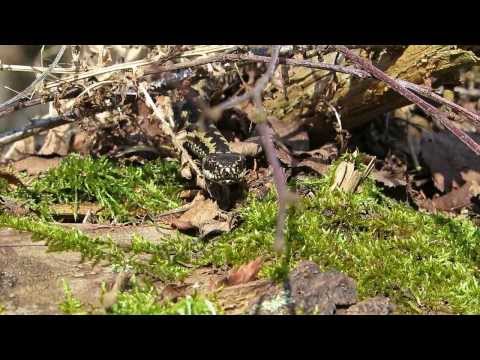 Adder tongue flicking