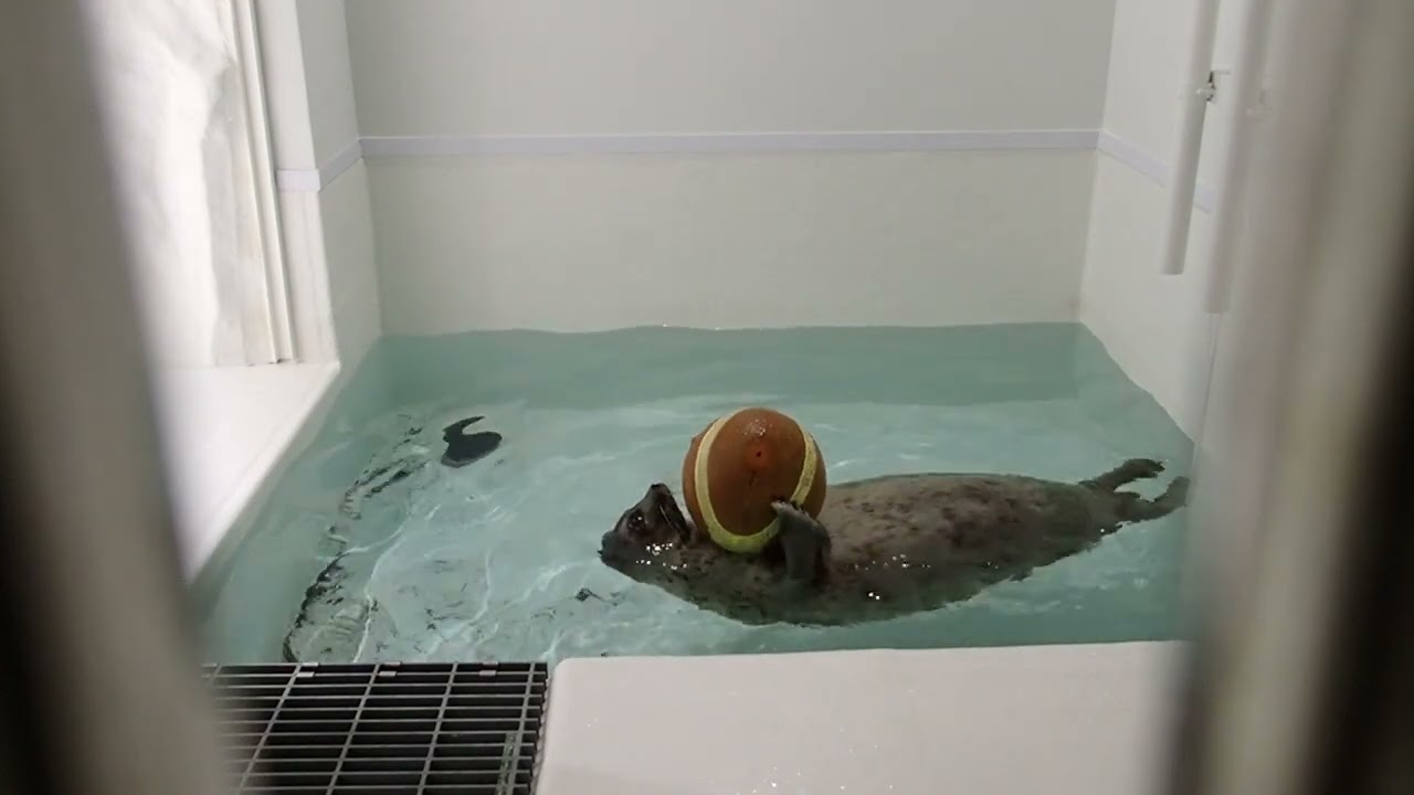 【海遊館】ユキのマイブーム（ボール）