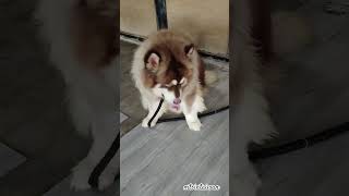 Happiness Is A Warm Puppy.