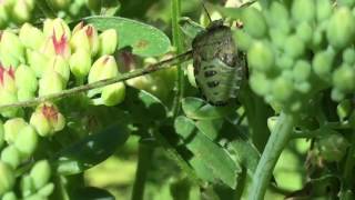 Green shield bug
