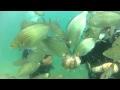 Kusadasi Active Blue Dive Centre- Dance with the Fishes