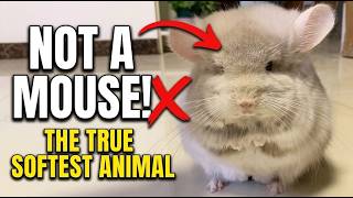 Why You Should NEVER Scare a Chinchilla 💦 screenshot 4