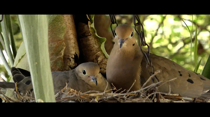 The Devoted Mourning Dove: Parental Care and Incubation@MAProductions Hollywood