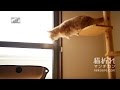 ジャンプ・・・なかなか飛べないマンチカン-Cat Reluctant to Jump