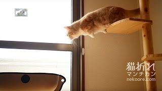 ジャンプ・・・なかなか飛べないマンチカン-Cat Reluctant to Jump