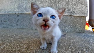 漁港の街で出会った猫親子が可愛過ぎる