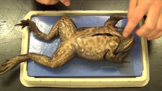 Bullfrog Dissection "Basic"