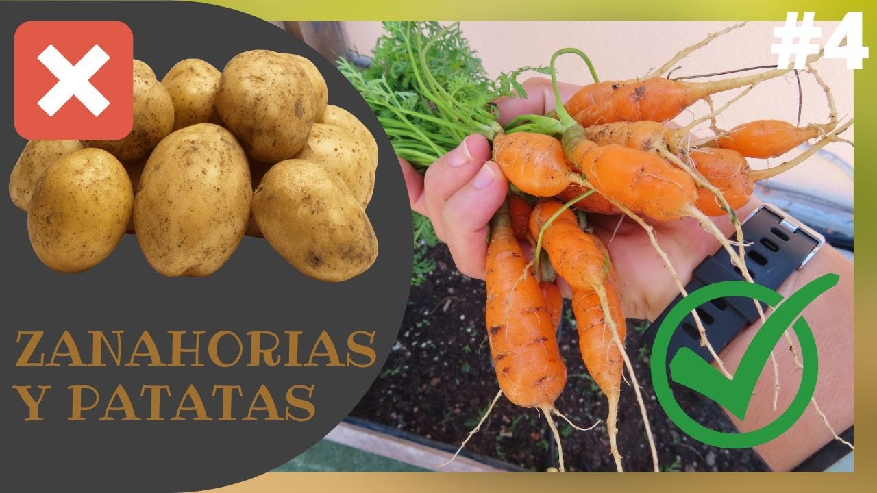 Como sembrar patatas