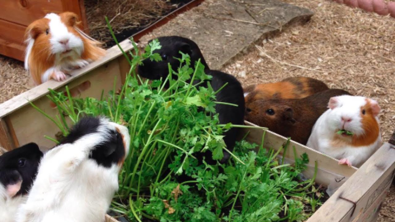 Grow Your Own Veg and Herbs for Guinea Pigs