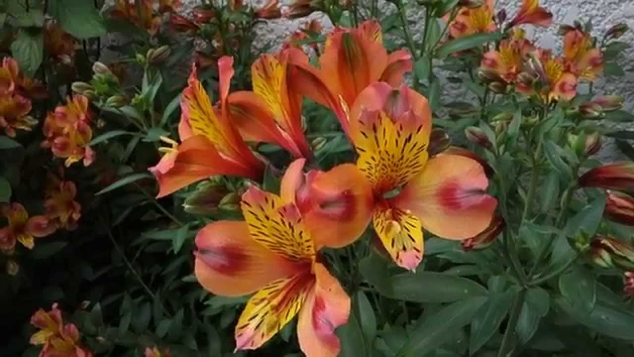 Lis des incas, Lis du Perou, Alstroemere, Alstroemeria hybride - thptnganamst.edu.vn