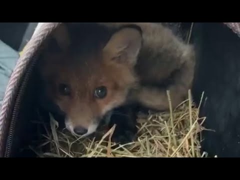 making the enclosure for the fox cubs, Sushika & Co