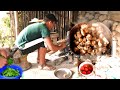 Cooking Chicken curry || Green Veg || Eating  || Village FOOd