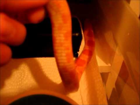 camera iphone 8 plus apk Another Temporary Snake ~ Robert Rose Reptiles