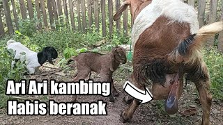 What about the afterbirth of a goat?