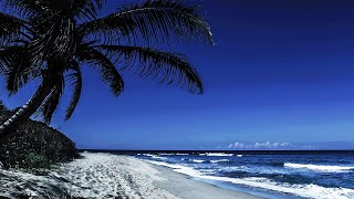 Peaceful Sleeping Under A Palm Tree On A Beach With Relaxing Ocean Waves In Dominican Republic