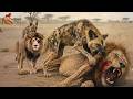 León vs Hiena – Un Duelo Brutal entre los Más Temidos Cazadores y Carroñeros de África