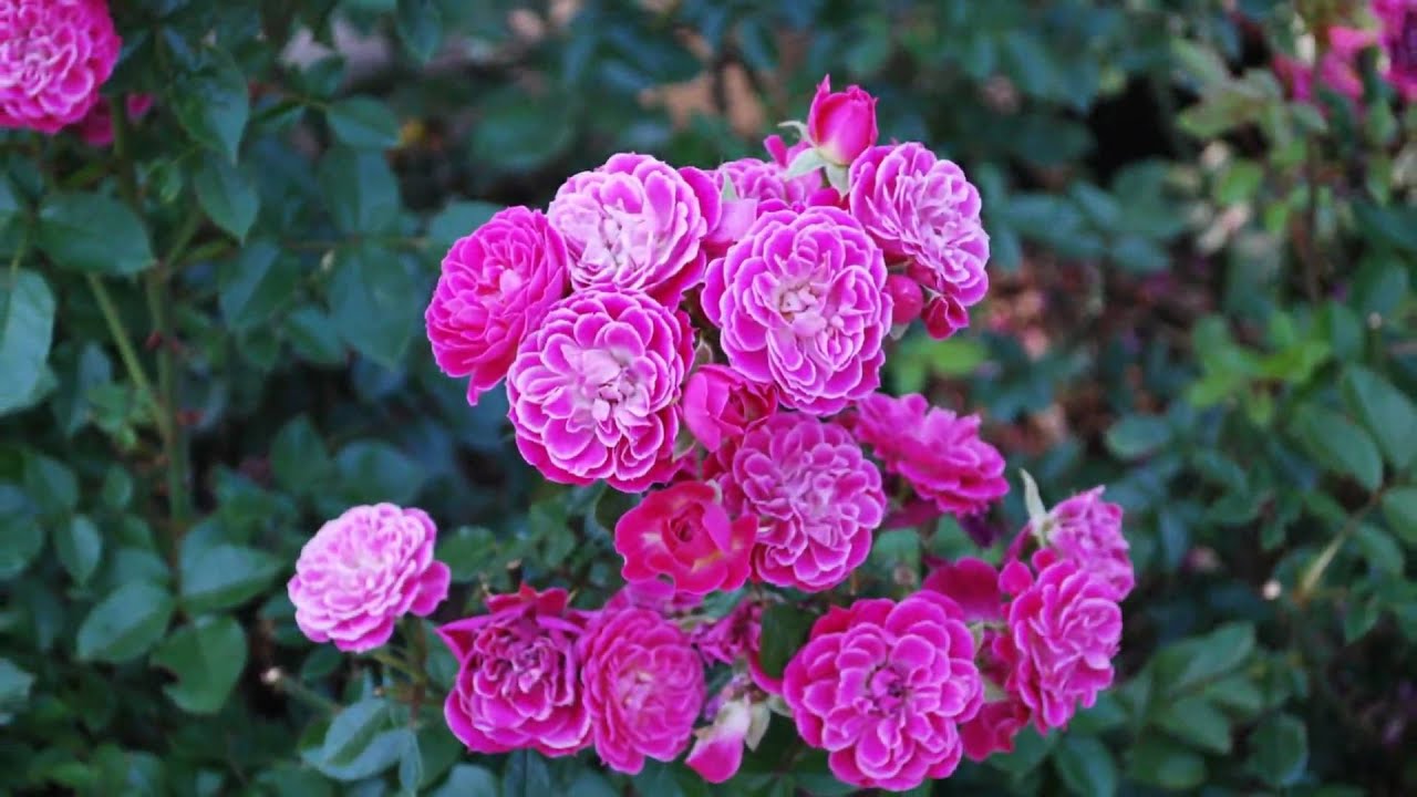 Portland Rose Garden