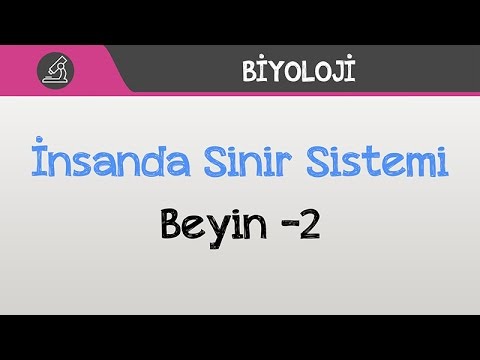 İnsanda Sinir Sistemi - Beyin -2