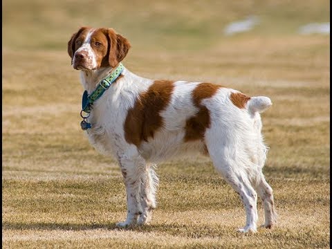 espanol breton dog