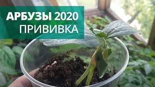 Арбузы 2020. Непонятная прививка