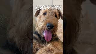 Airedale Terrier  2 Months Old Puppy to 1 Year Old Adult Dog Transformation