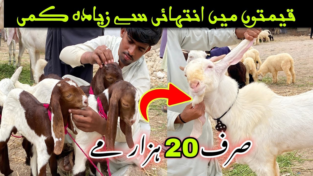 Lalukhet Bakra Mandi 2025 Latest Update | 10-Aug-2025| Bakra Mandi 2025 Karachi| Bakra Mandi 