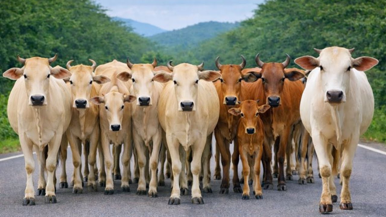 Pengembala Menggiring sapi lembu jinak menuju kandang, Suara Sapi Moo, Sapi Lucu berkawanan di jalan