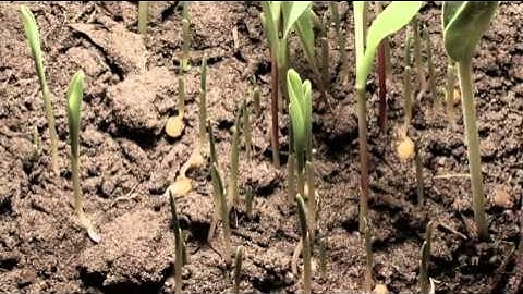 History Of The World In Two Hours 2011 BD MiniSD TLF