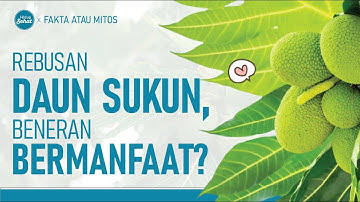 Apakah Daun Sukun Berkhasiat untuk Kesehatan? | Hidup Sehat tvOne